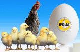 Alle Messen/Events von IPEMA (Indian poultry Equipment Manufacture's Association)